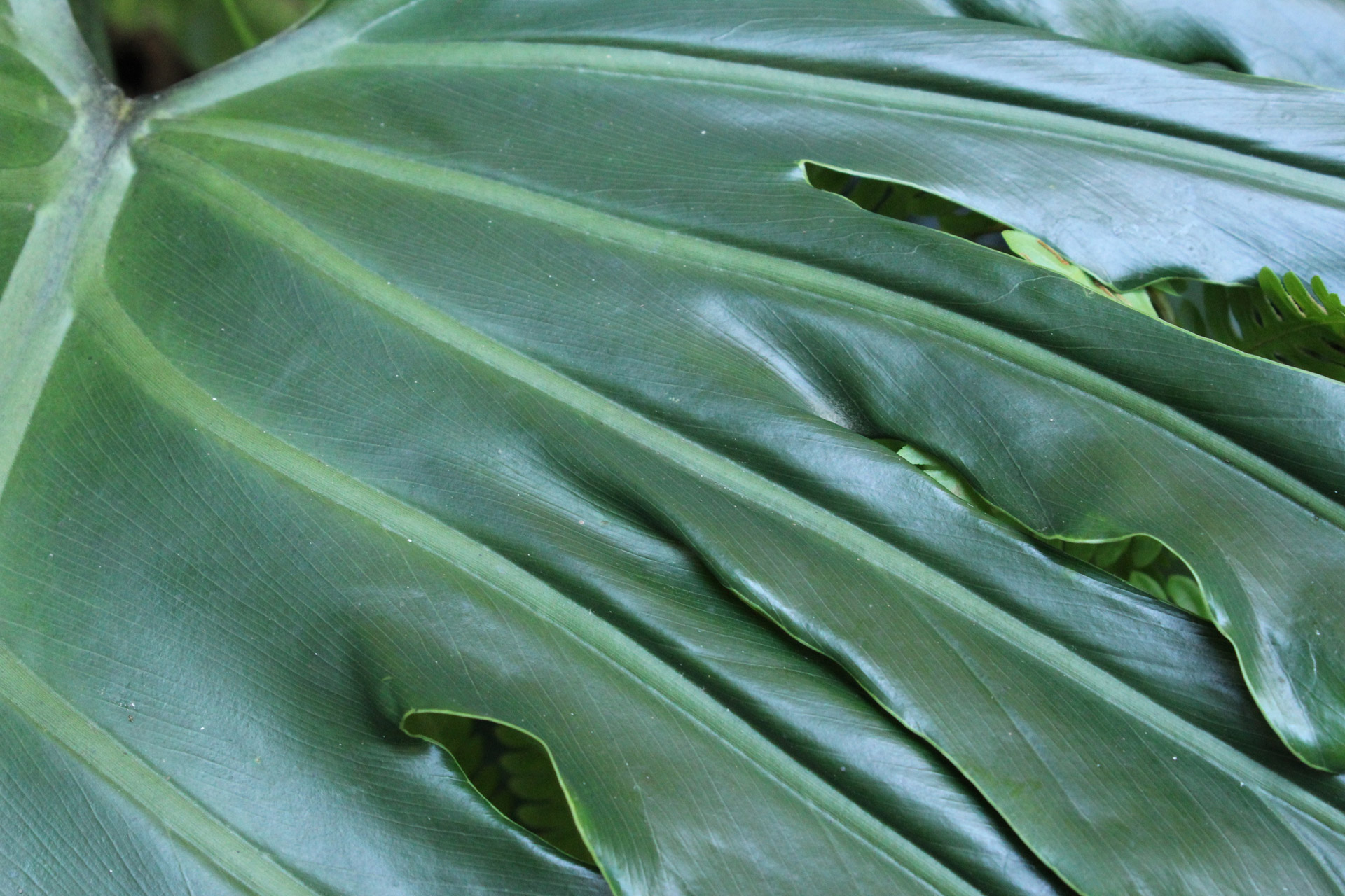 leaves green leaves big leaves free photo