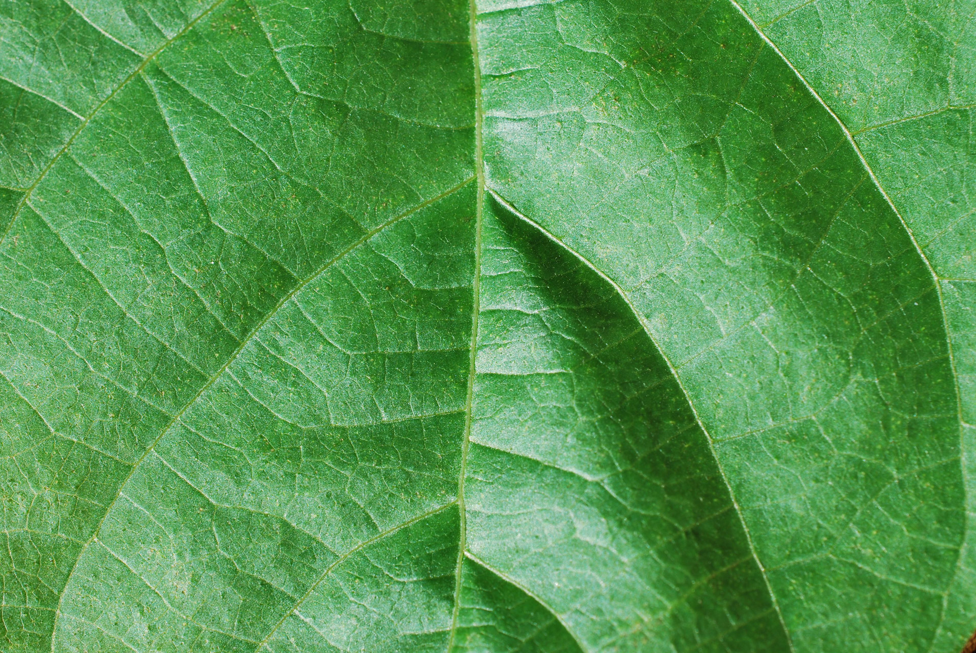 leaf background green free photo