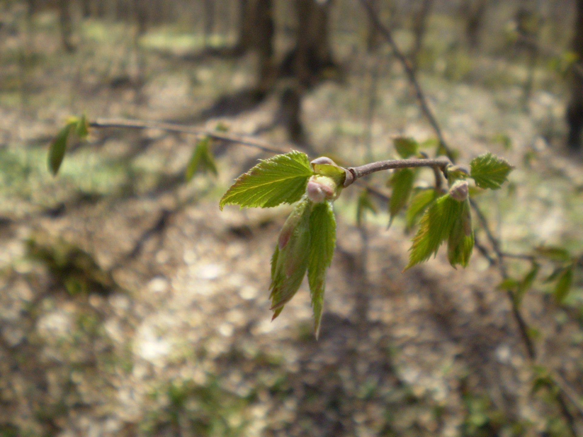 leaf spring blossom free photo