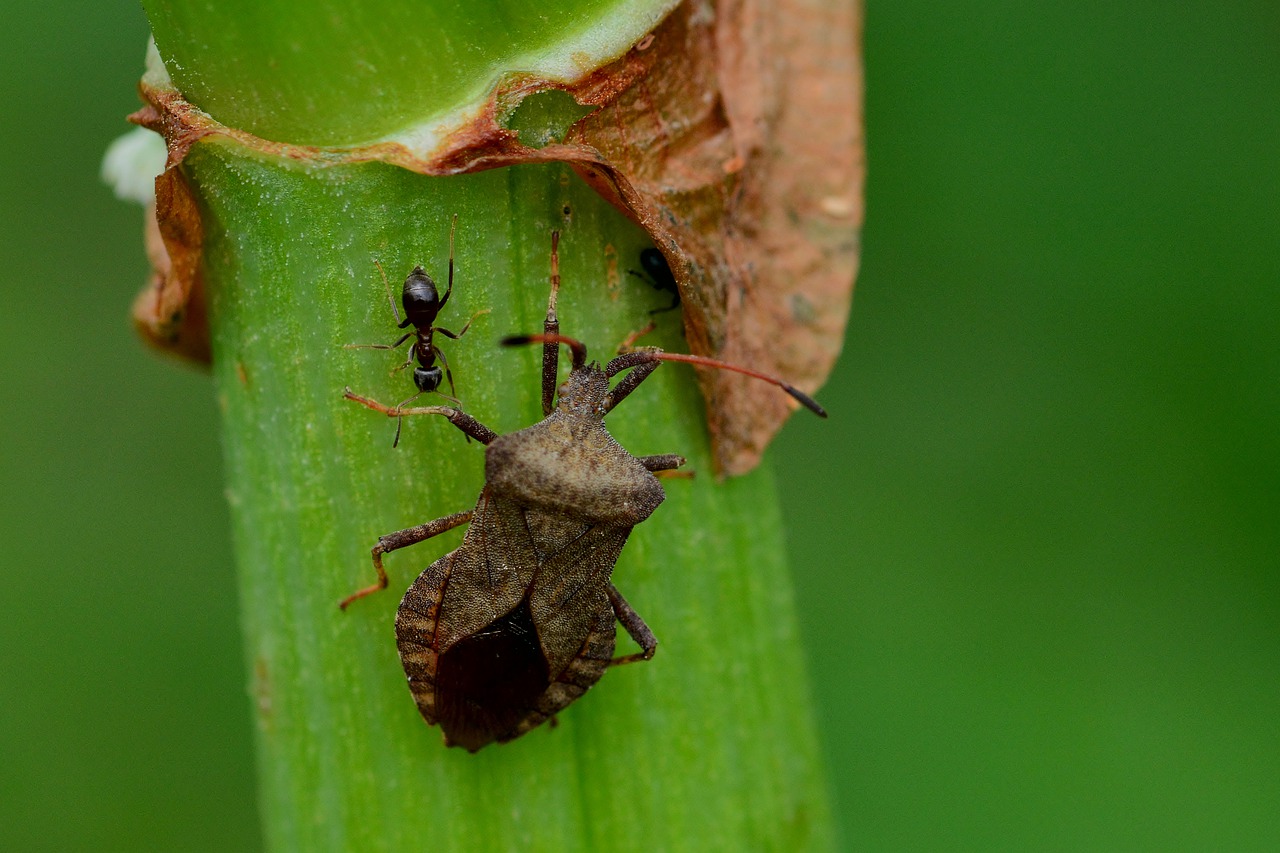 leaf bug  leather bug  ant free photo