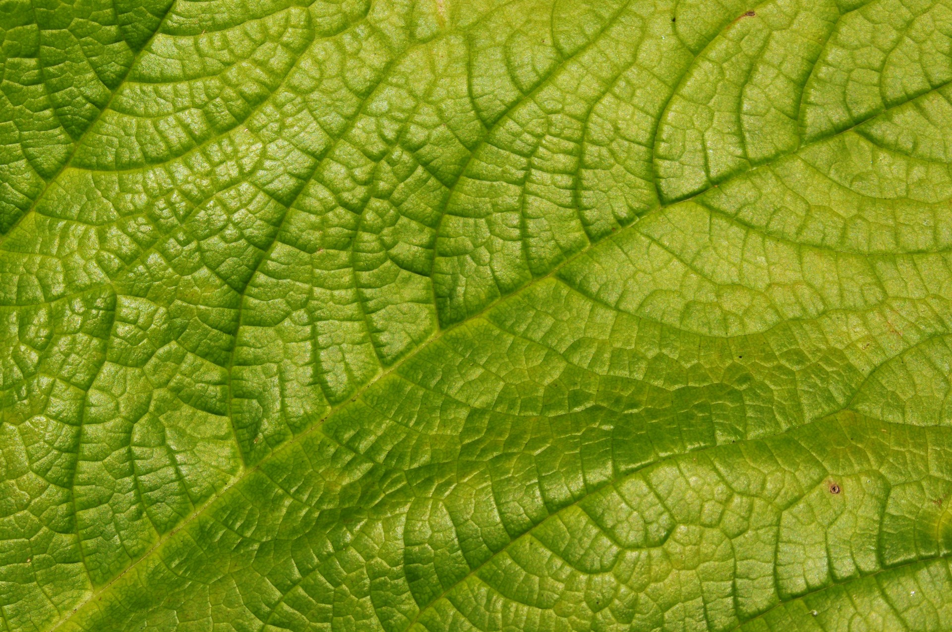 macro detail plant free photo