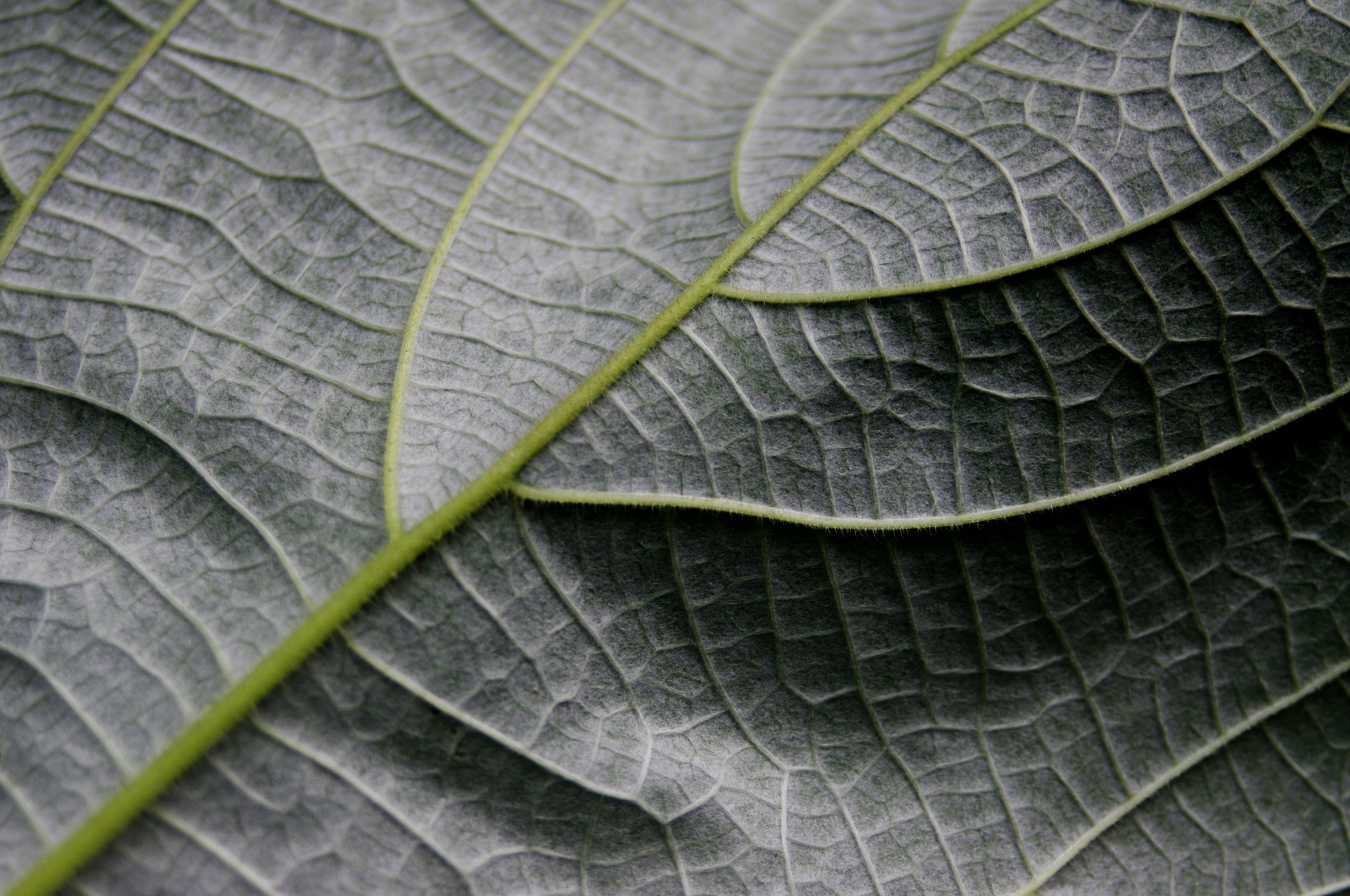 macro detail plant free photo