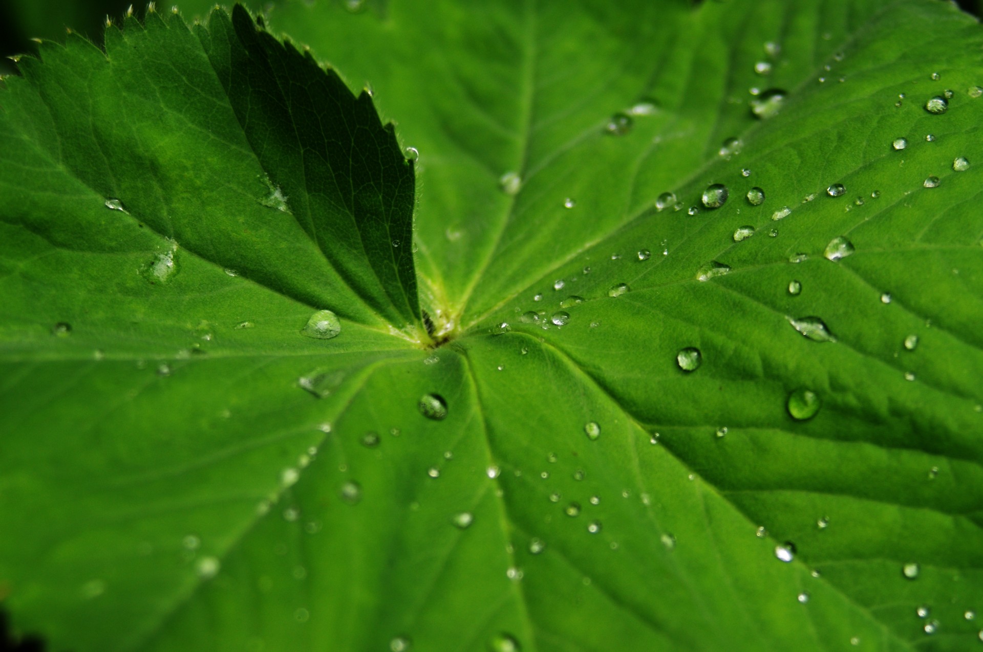 macro detail plant free photo