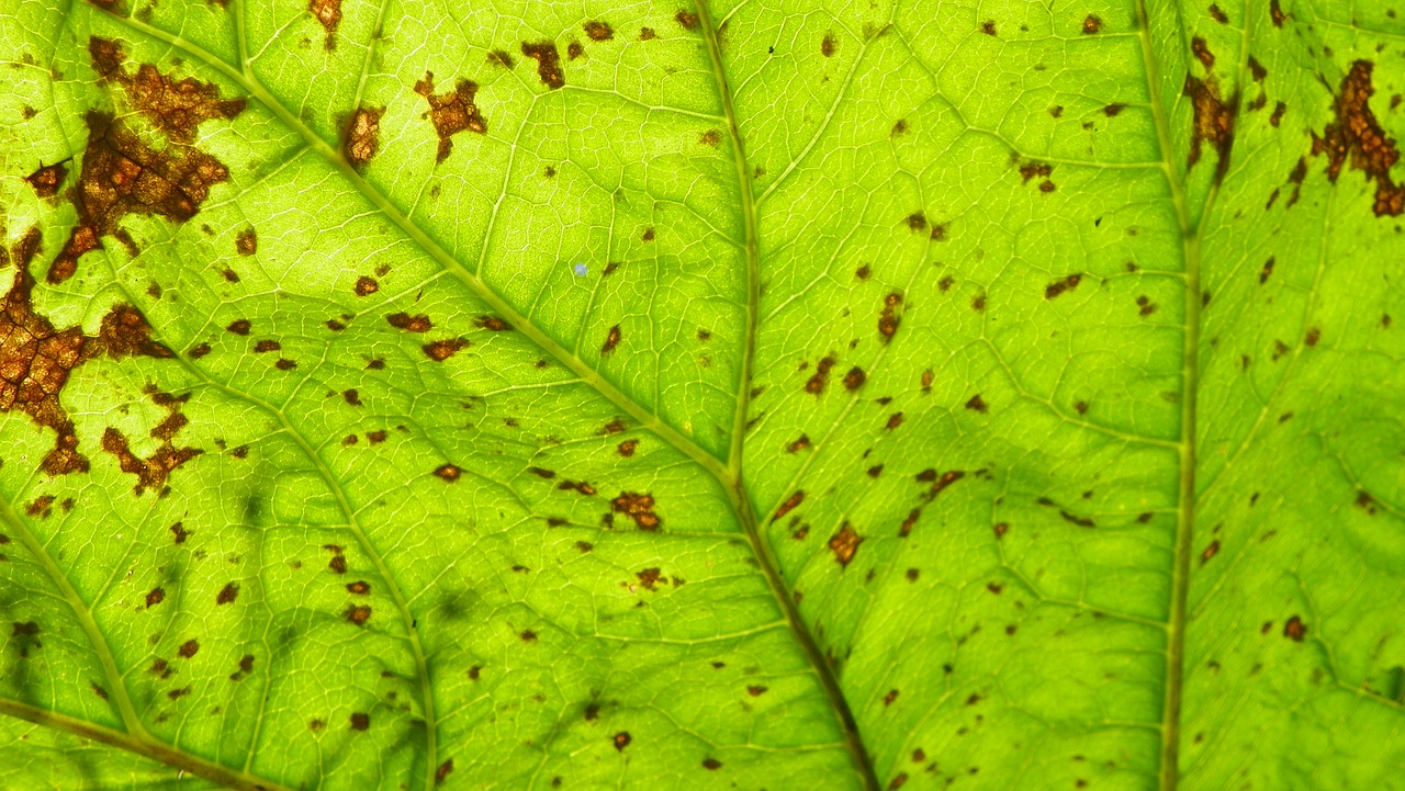 leaf detail foliage green free photo