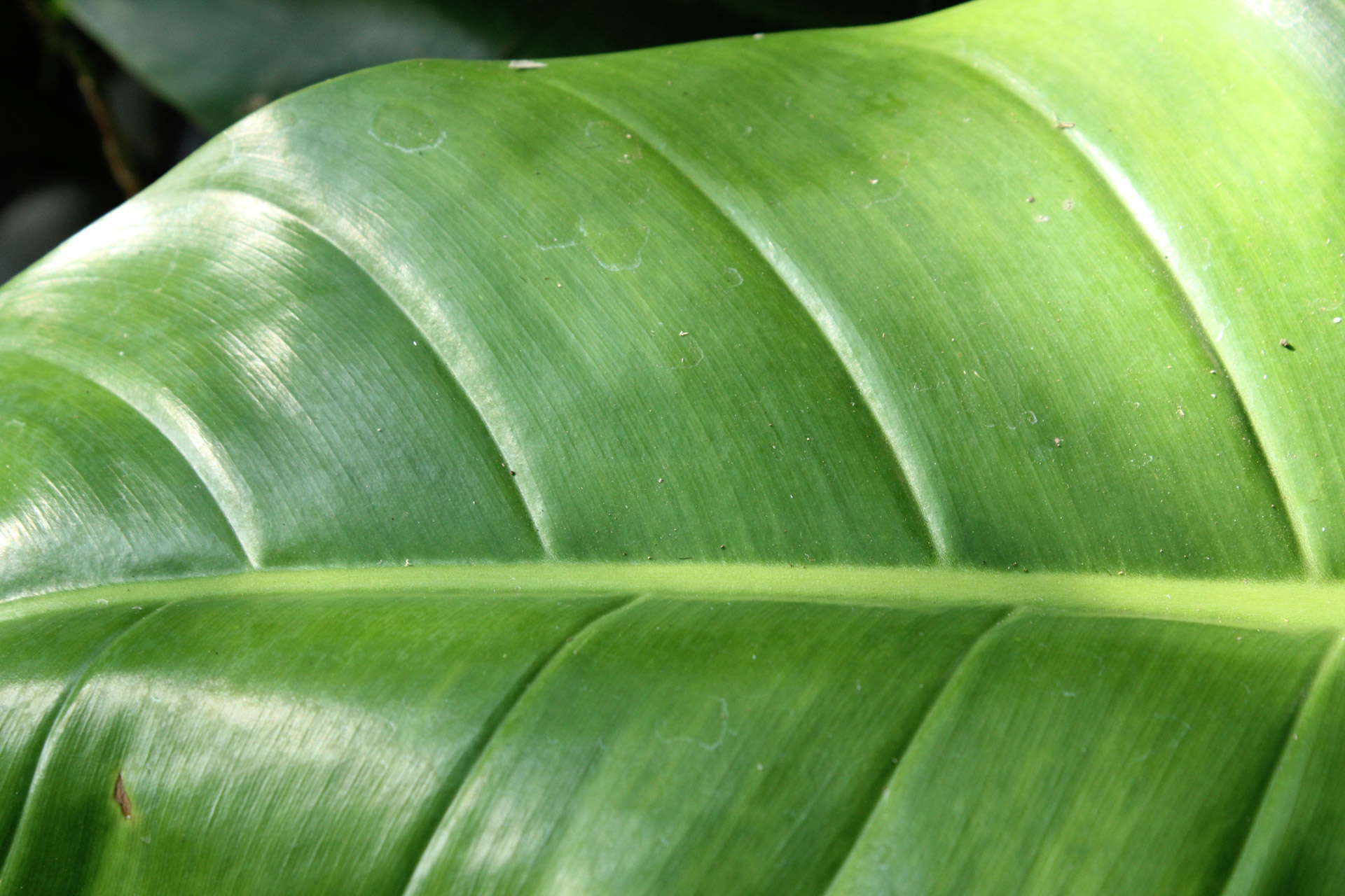 leaves green leaves big leaves free photo