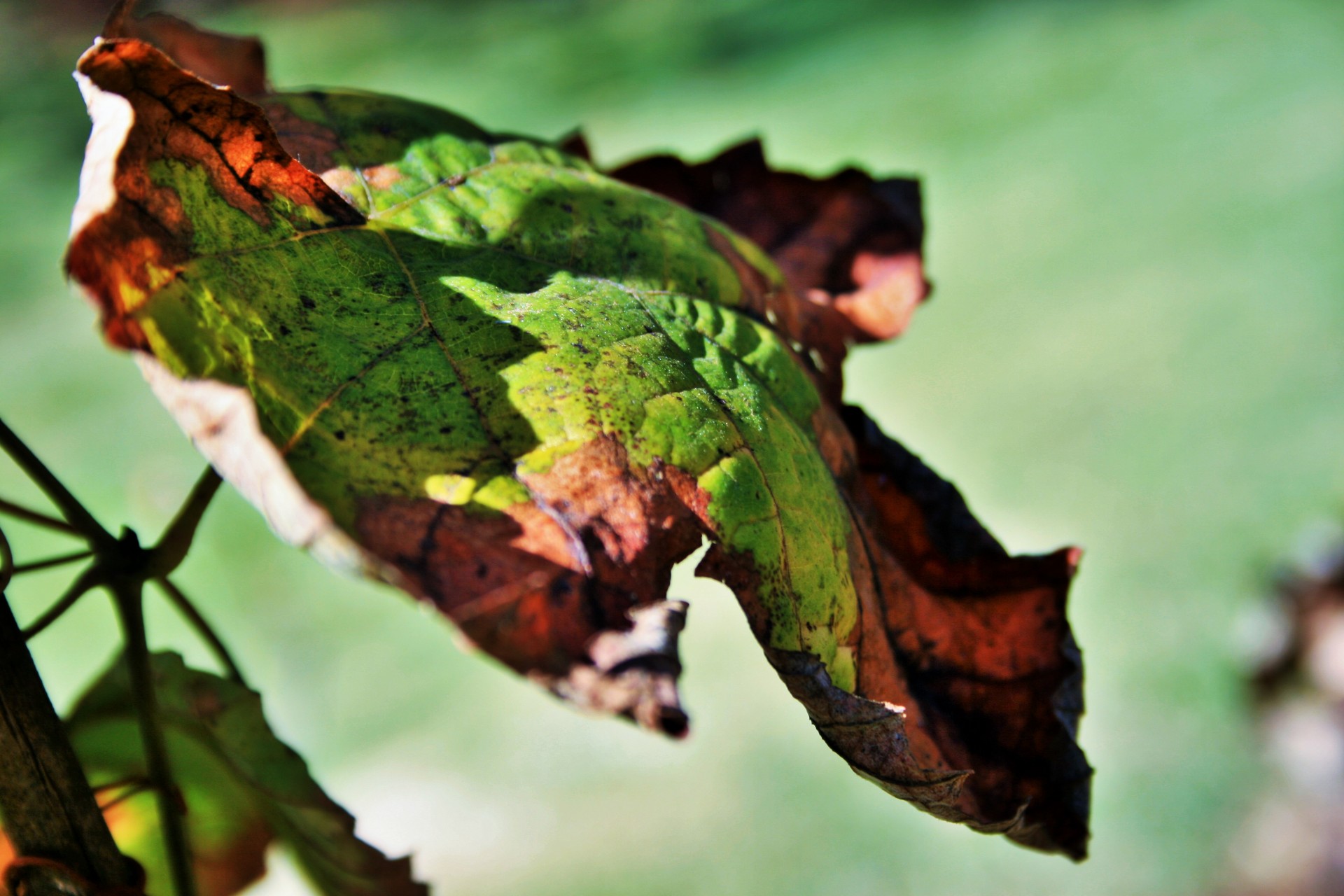 leaf dry green free photo