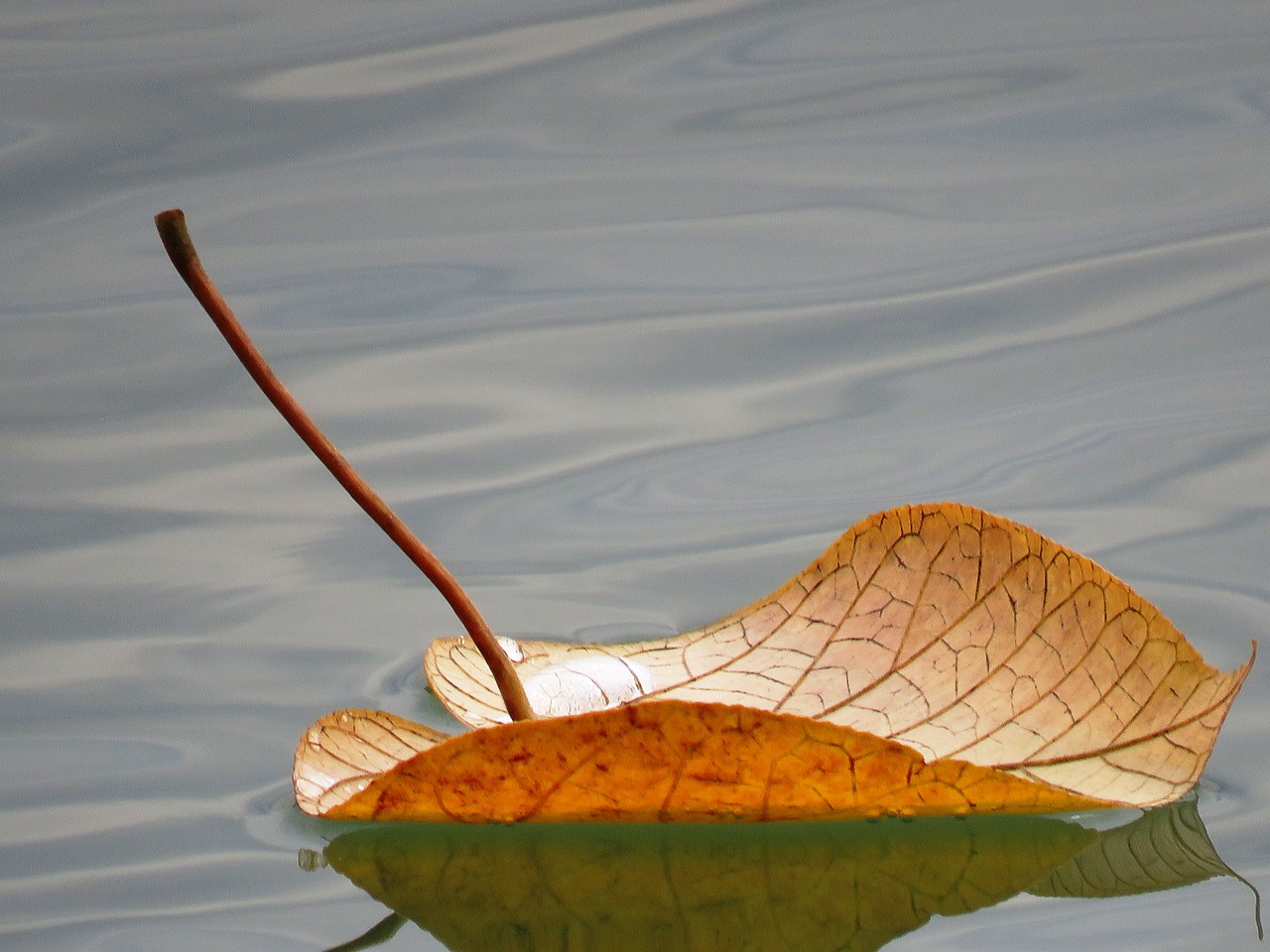 leaf floating floating leaf free photo