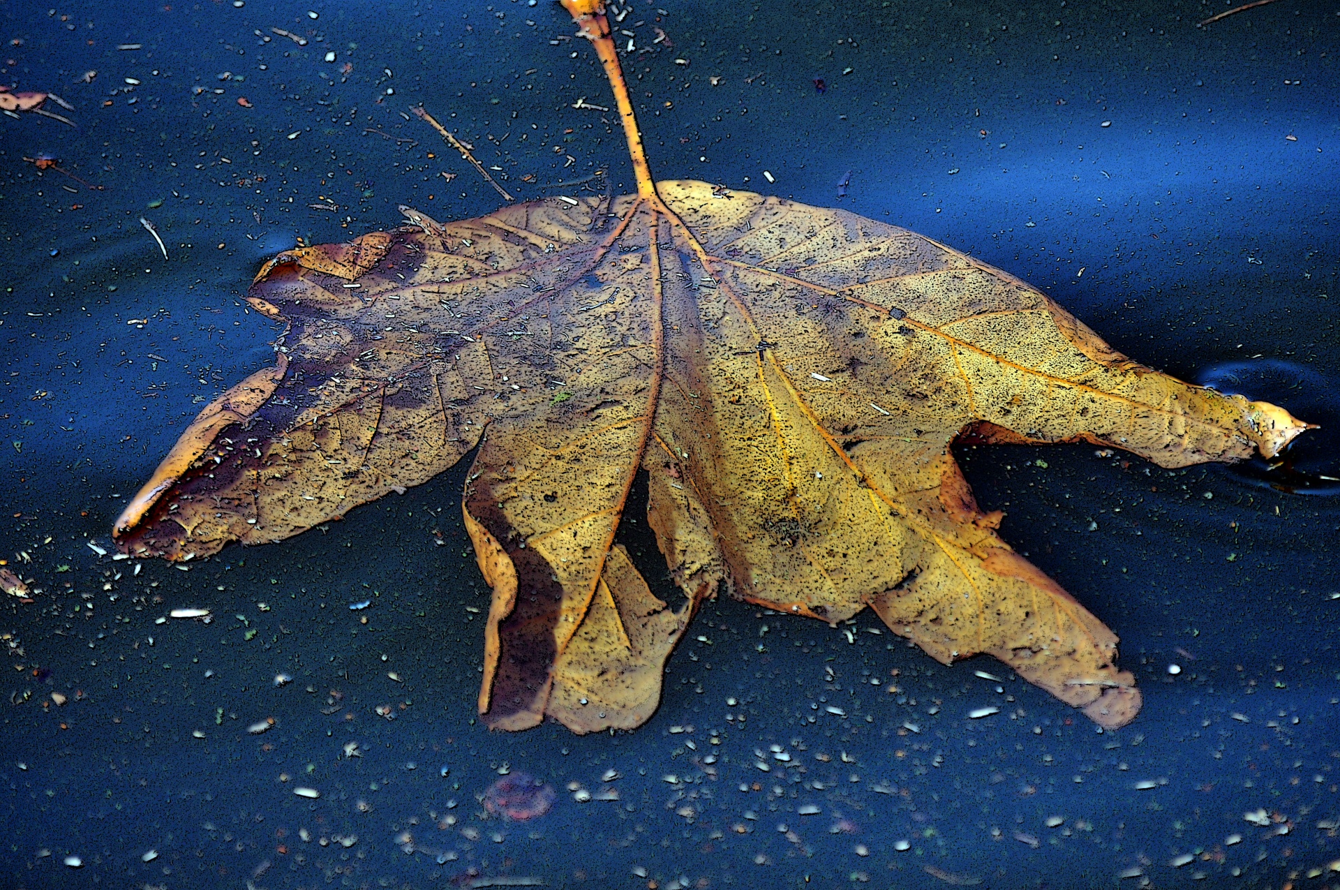 leaf fall water free photo