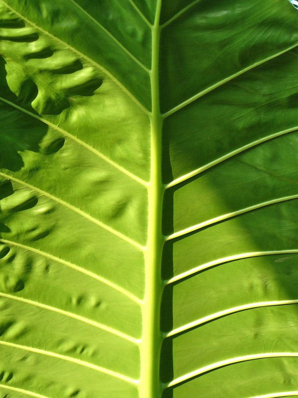 leaf green leaf biological free photo