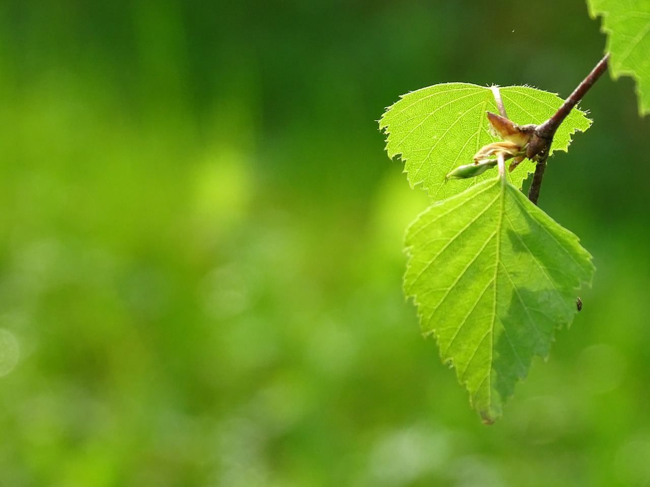 leaf green  foliage  deciduous tree free photo