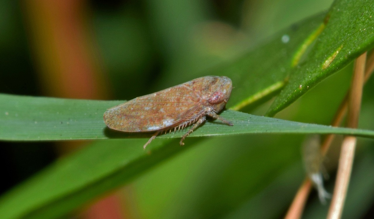 leaf hopper insect brown insect free photo