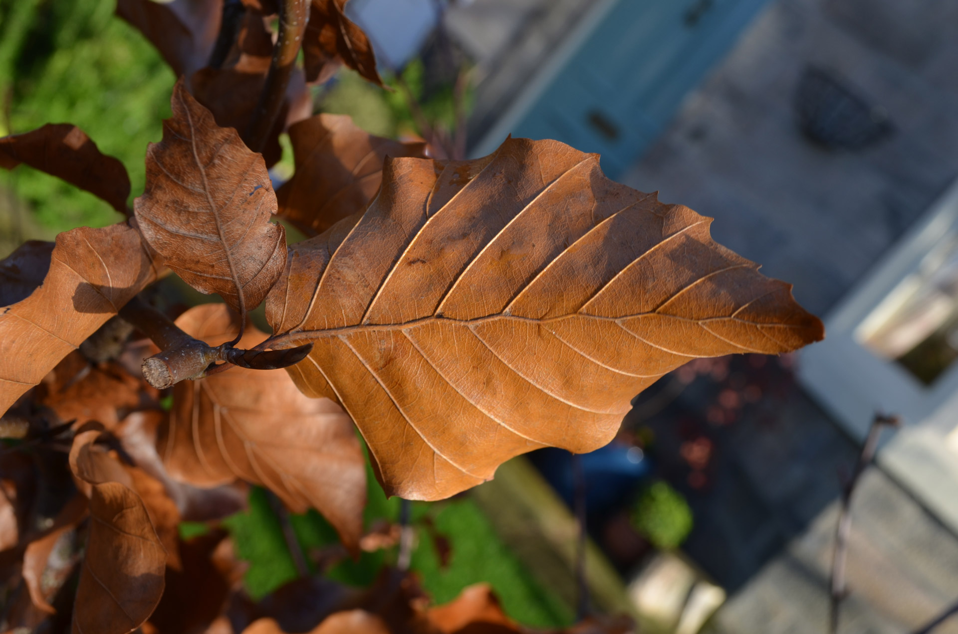 leaves autumn season free photo