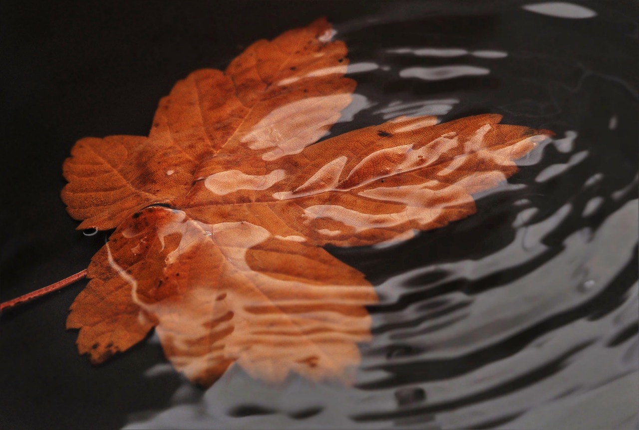 leaf in the water sheet in the water wave free photo