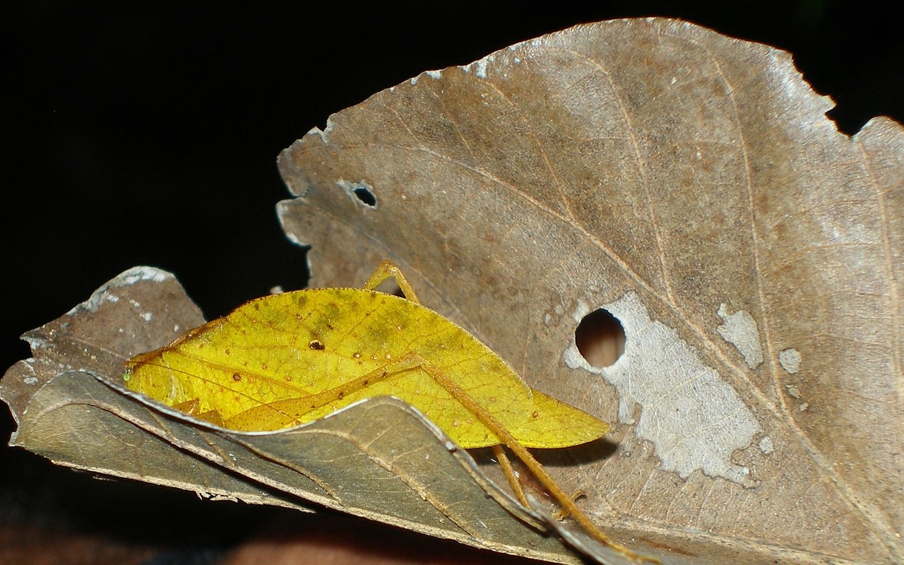 leaf insect nature wildlife free photo