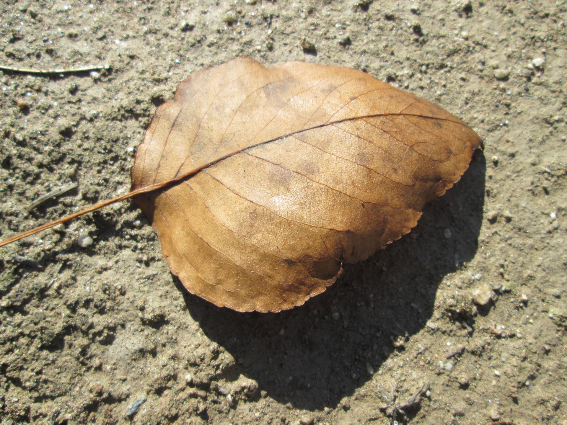 macro plant nature free photo