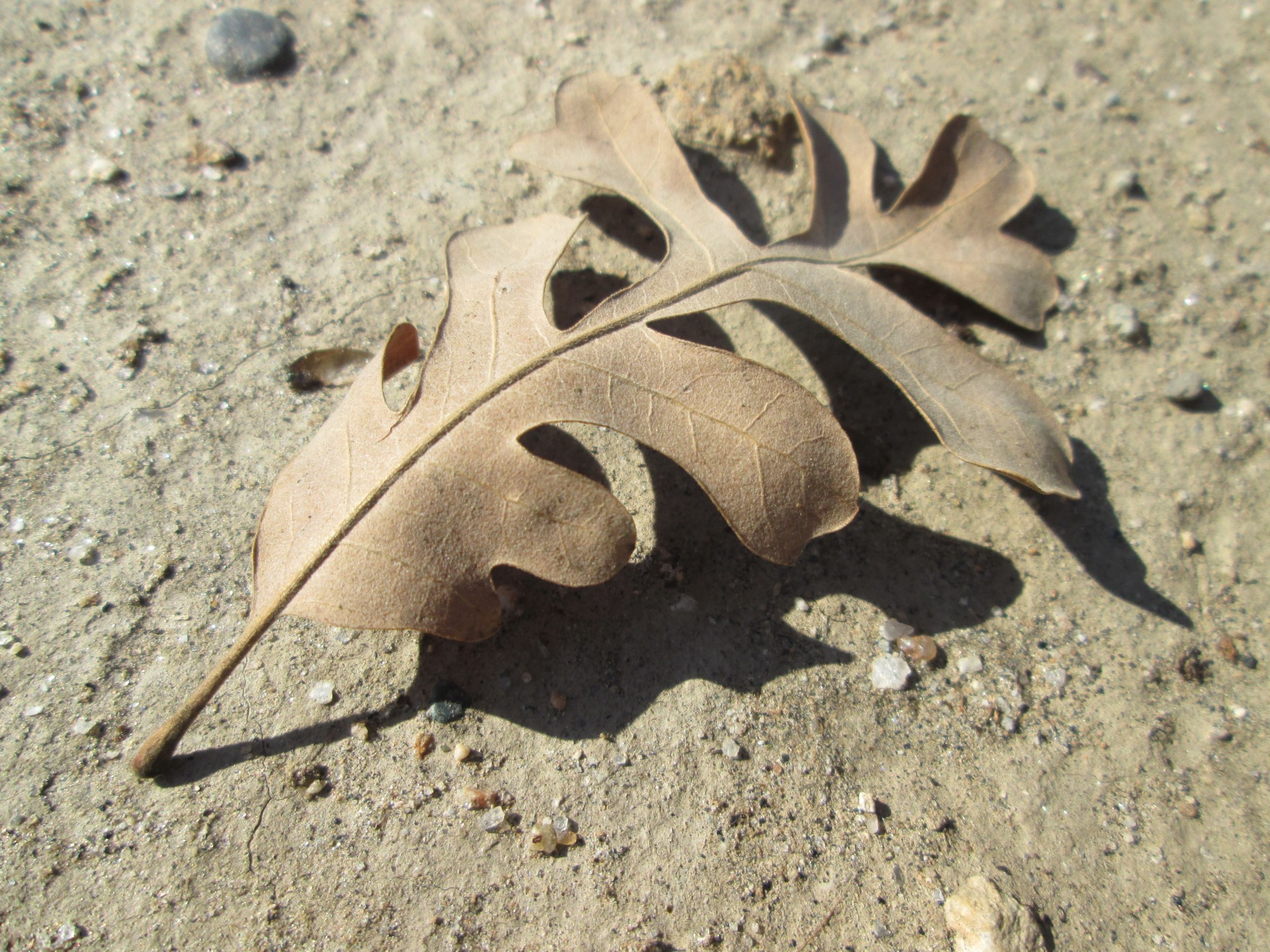 macro plant nature free photo