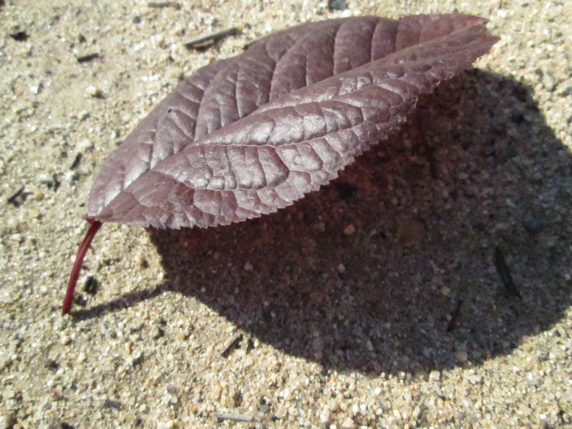 macro plant nature free photo