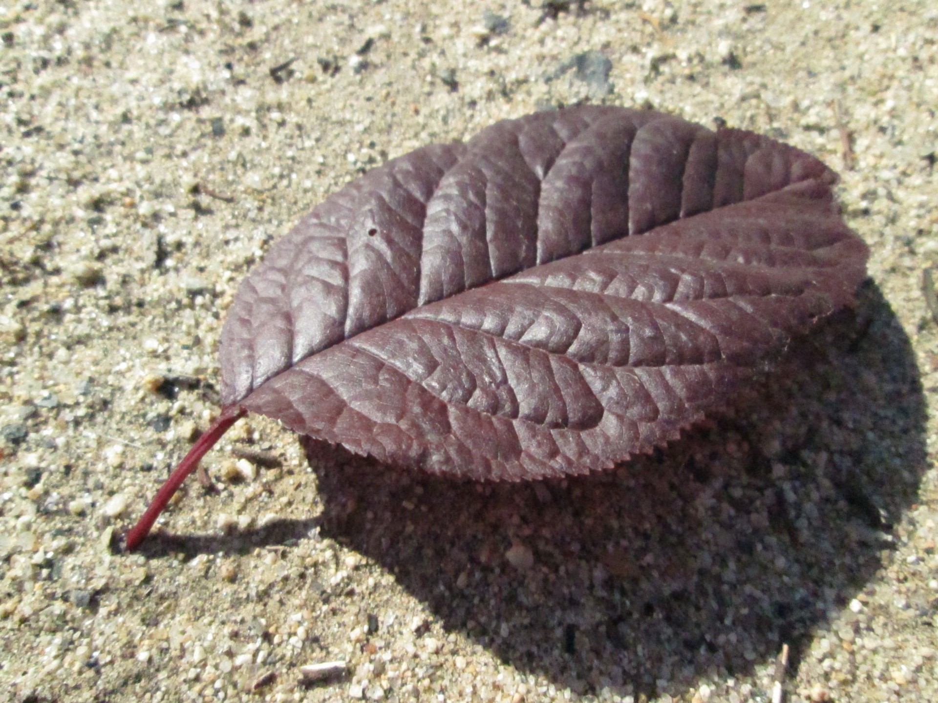 macro plant nature free photo