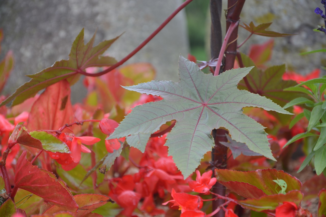 leaf maple green massif free photo