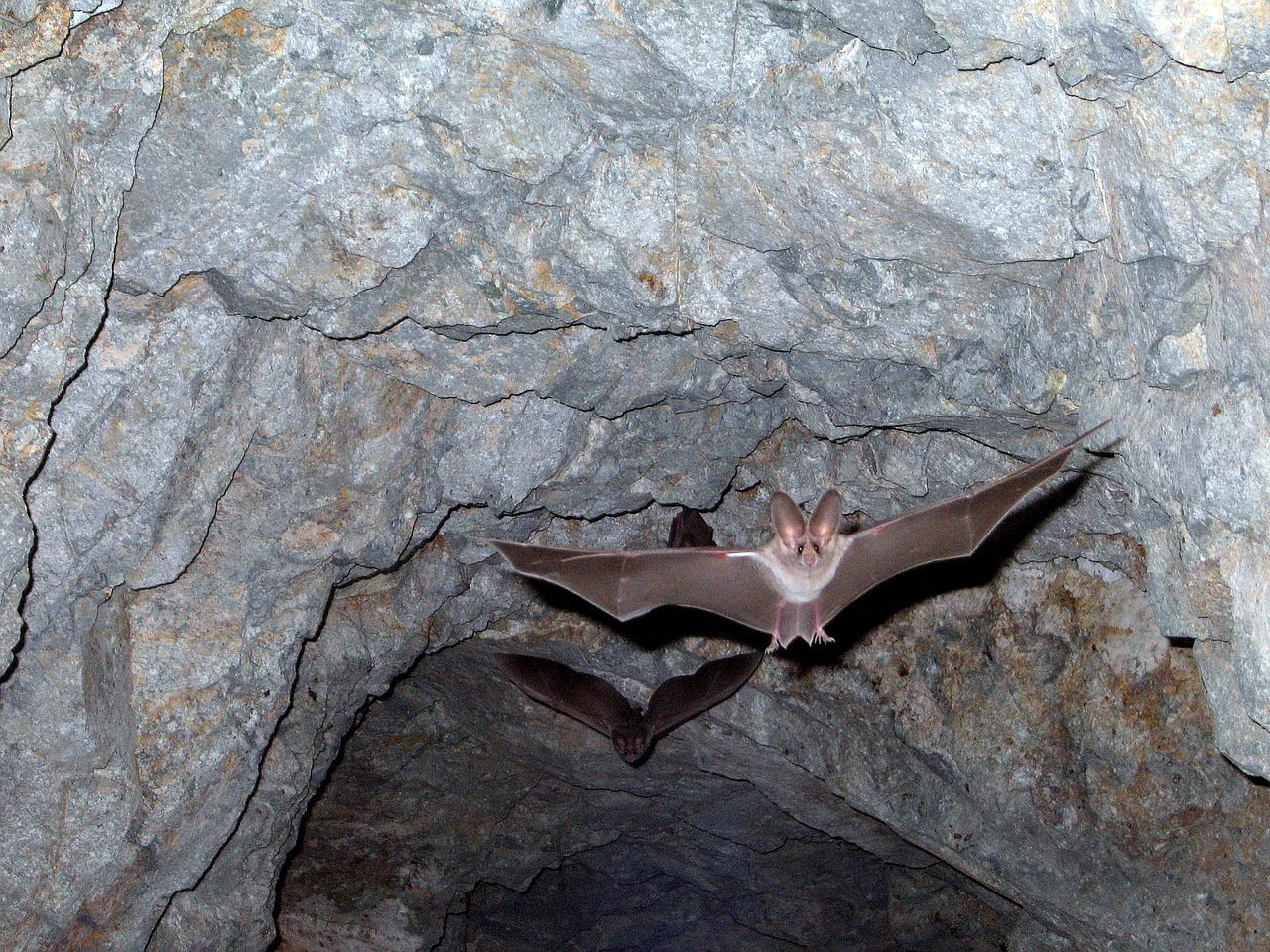 leaf nosed bats flying cave free photo
