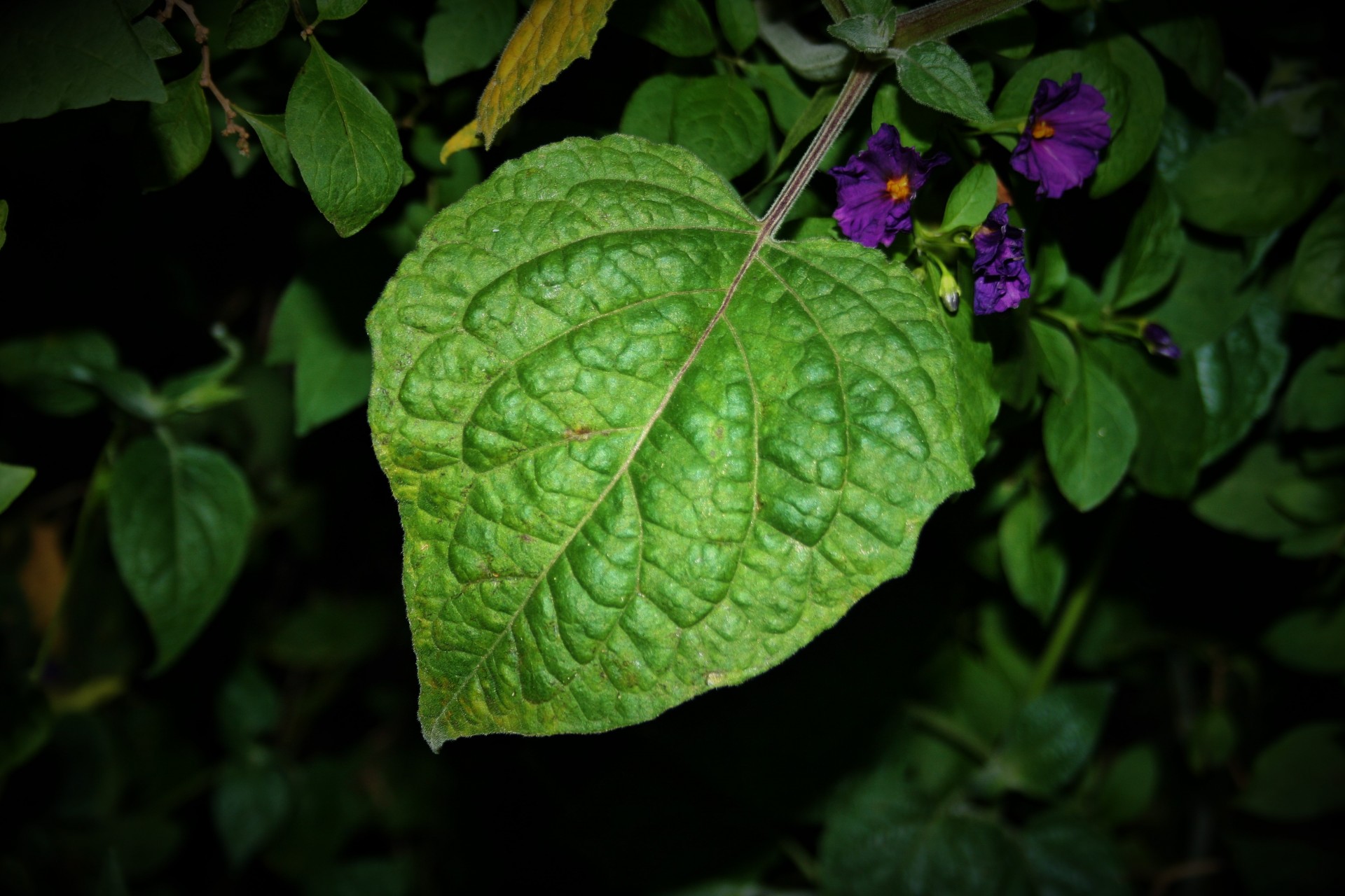 foliage leaf green free photo