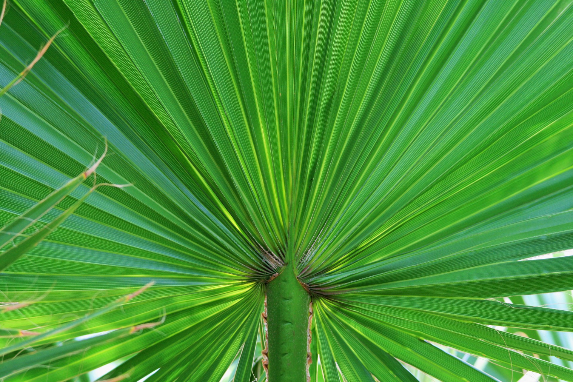 palm leaf fan free photo