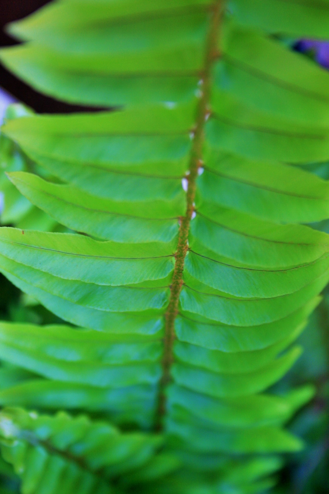 fern leaf green free photo