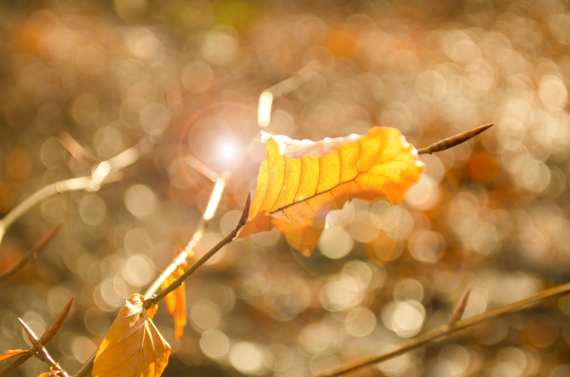 leaf yellow sunshine free photo