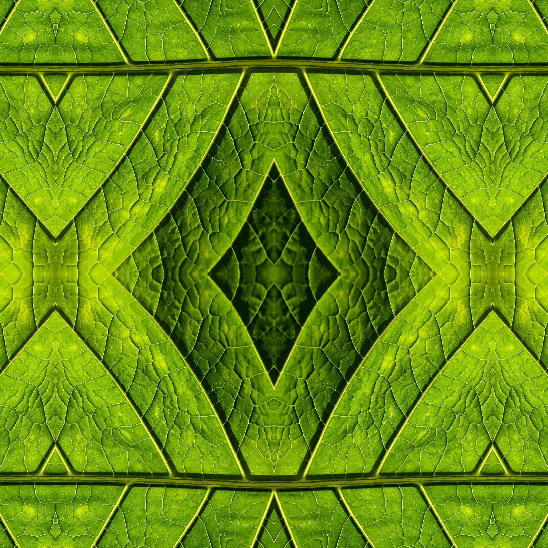 leaf foliage pattern free photo