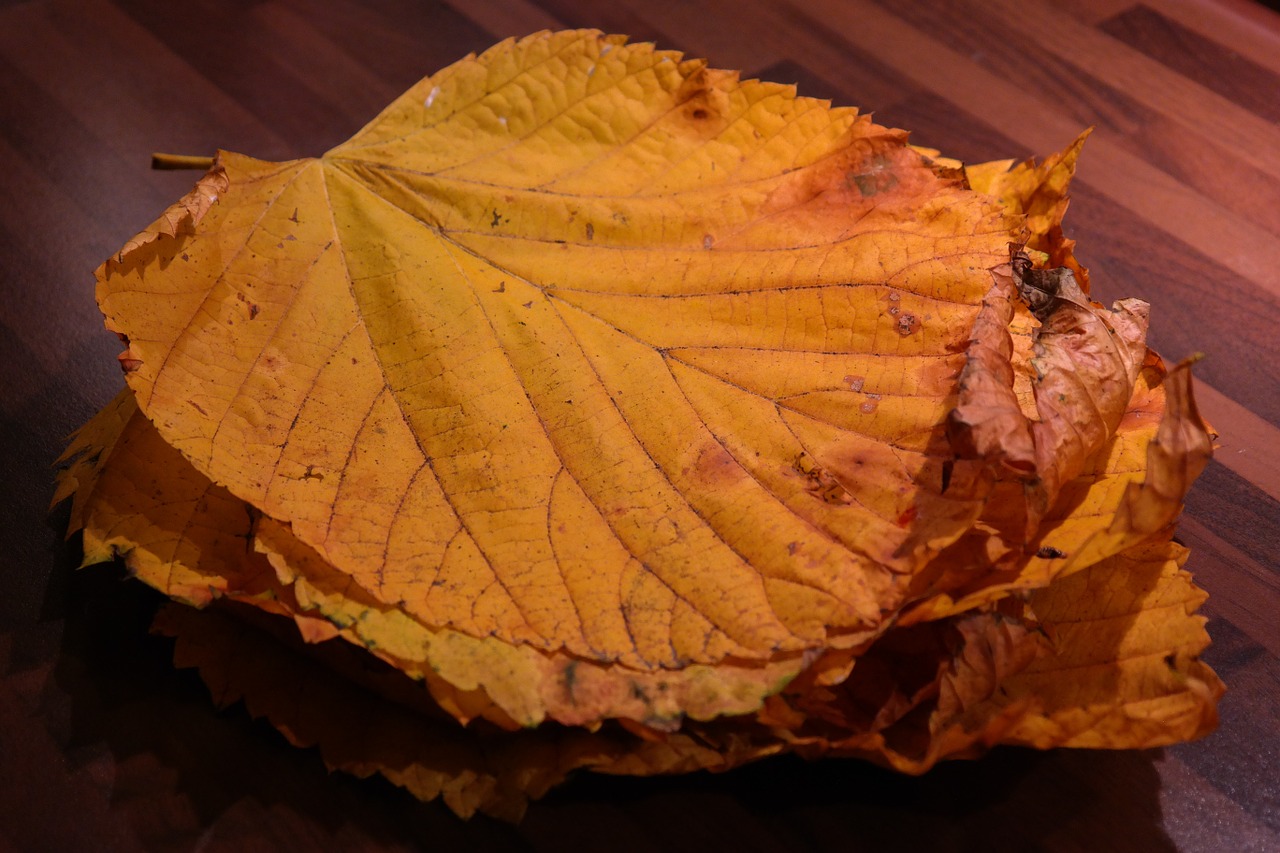 leaf pile elm leaves mountain elm free photo