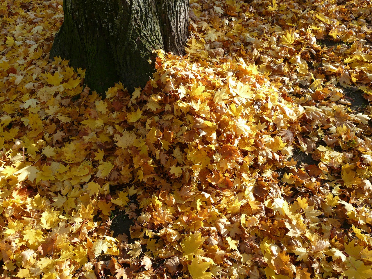 leaf piles leaves autumn free photo