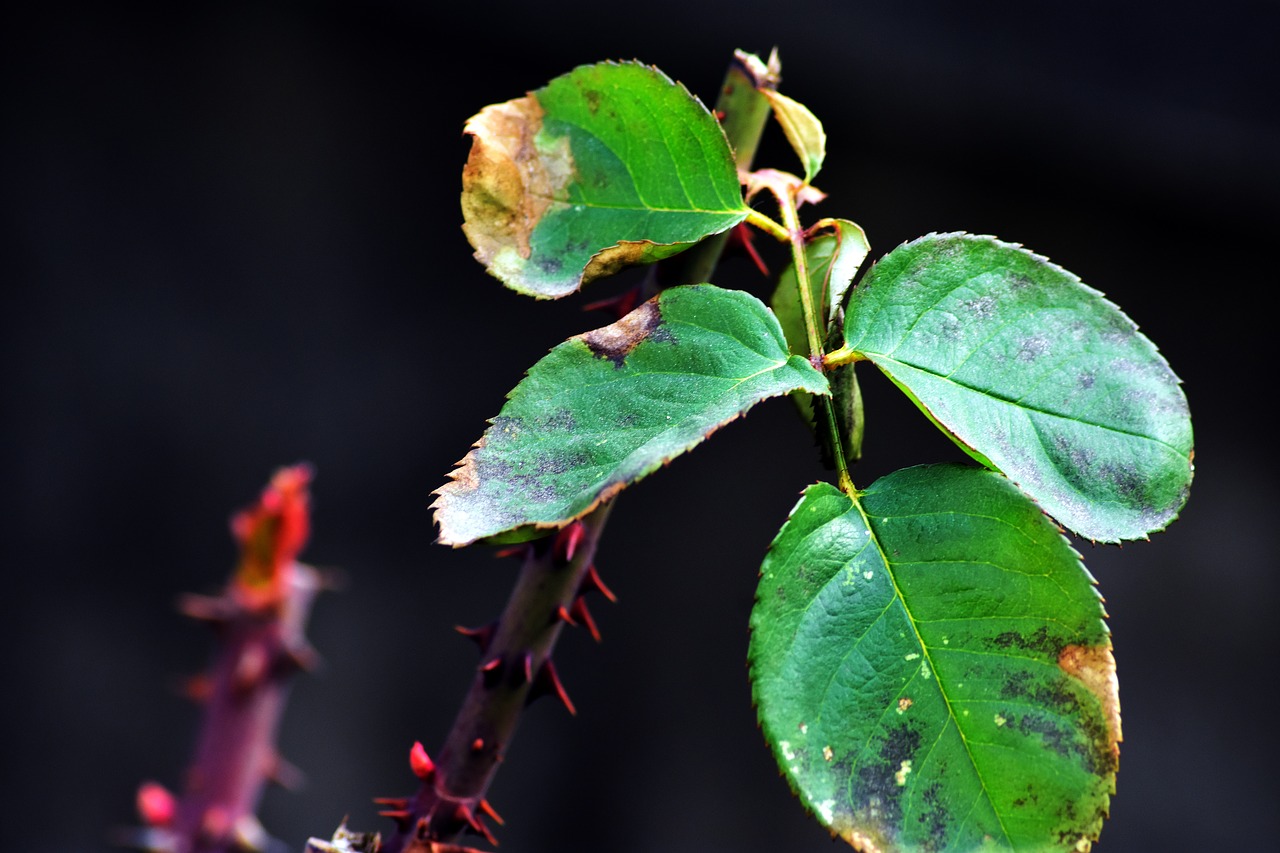 leaf plants nature plant free photo