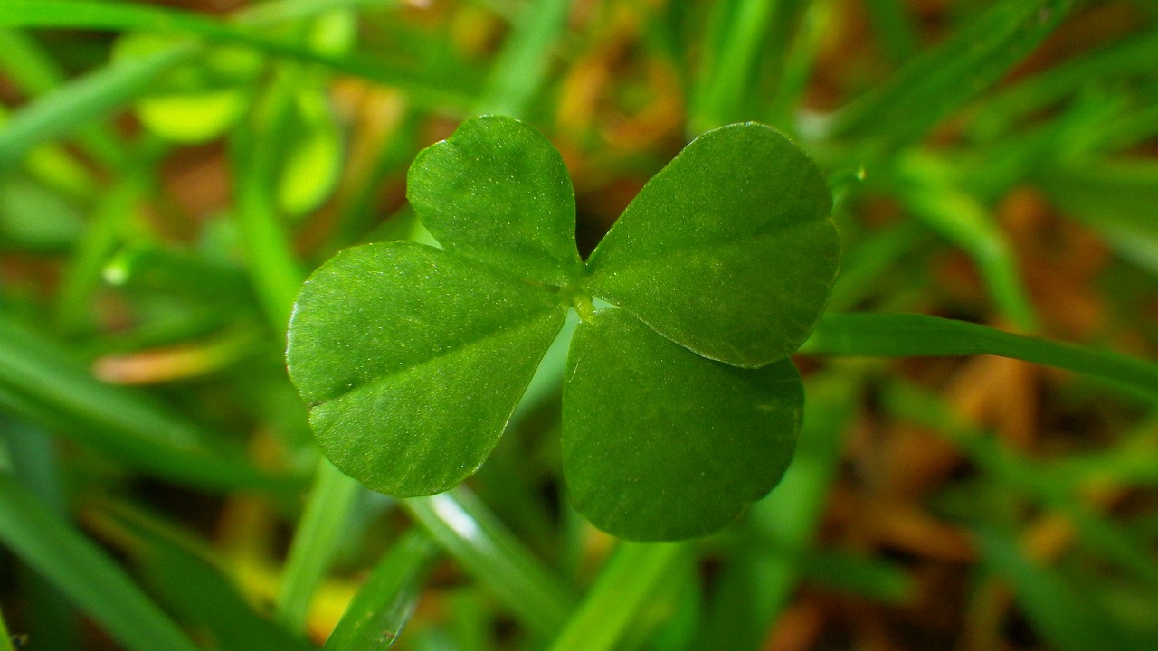 leaf plants  plant  nature free photo