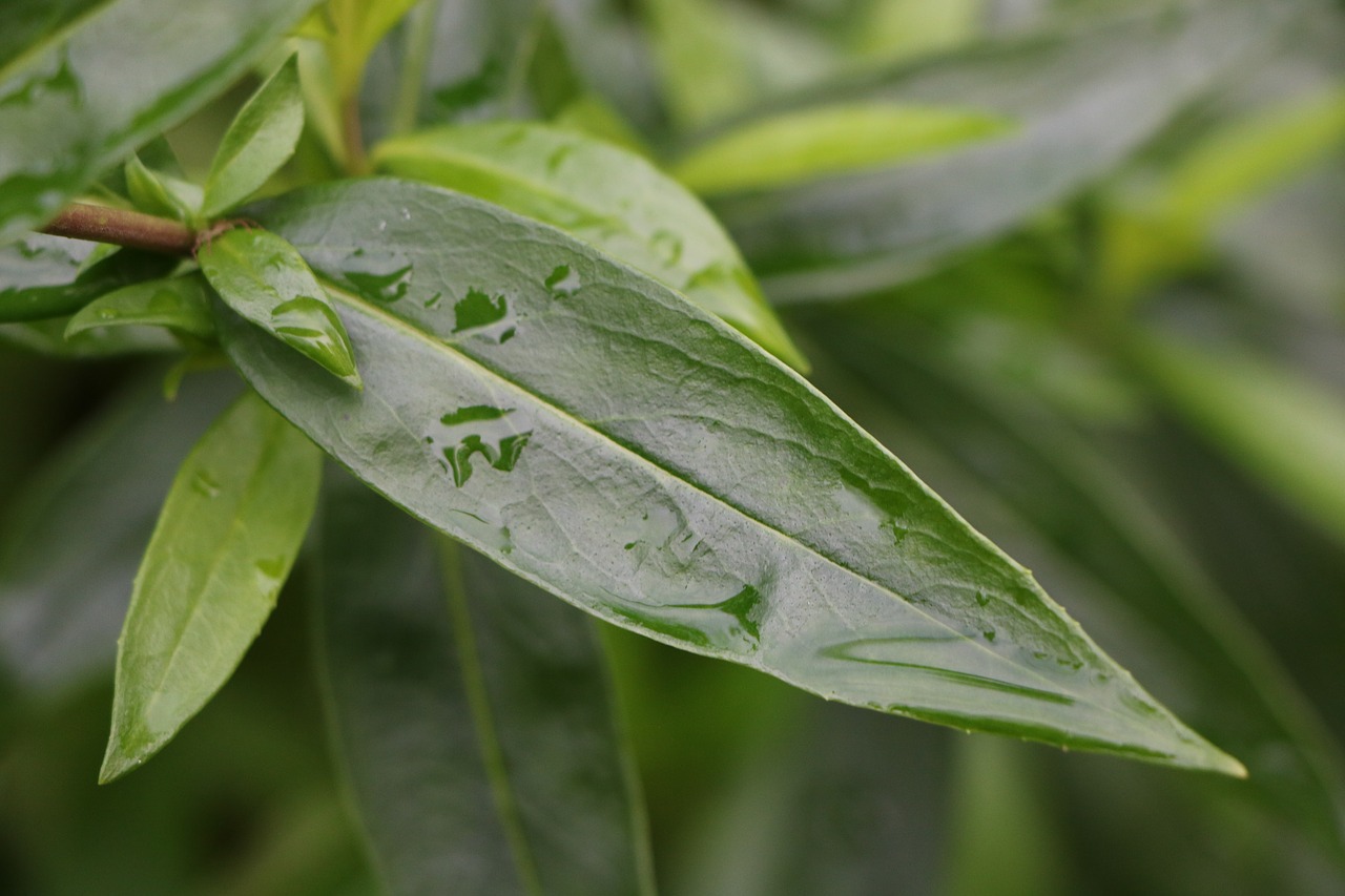 leaf plants  plant  nature free photo