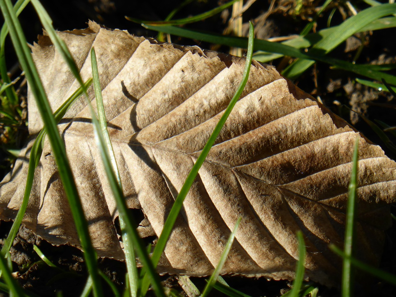 leaf ribs leaf beech free photo