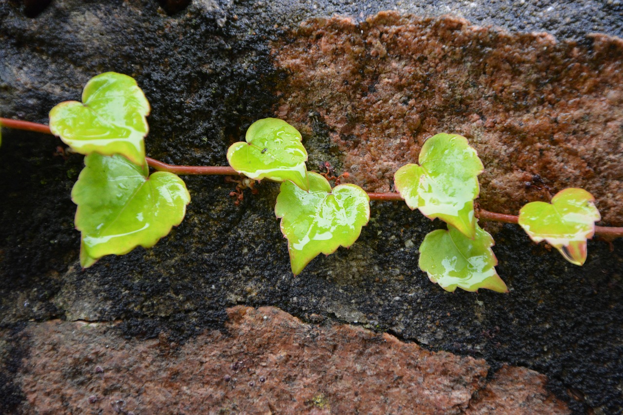 leaf shapes hearts decorative green free photo