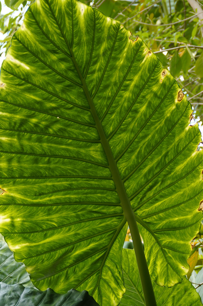 leaf structure leaf big leaf free photo