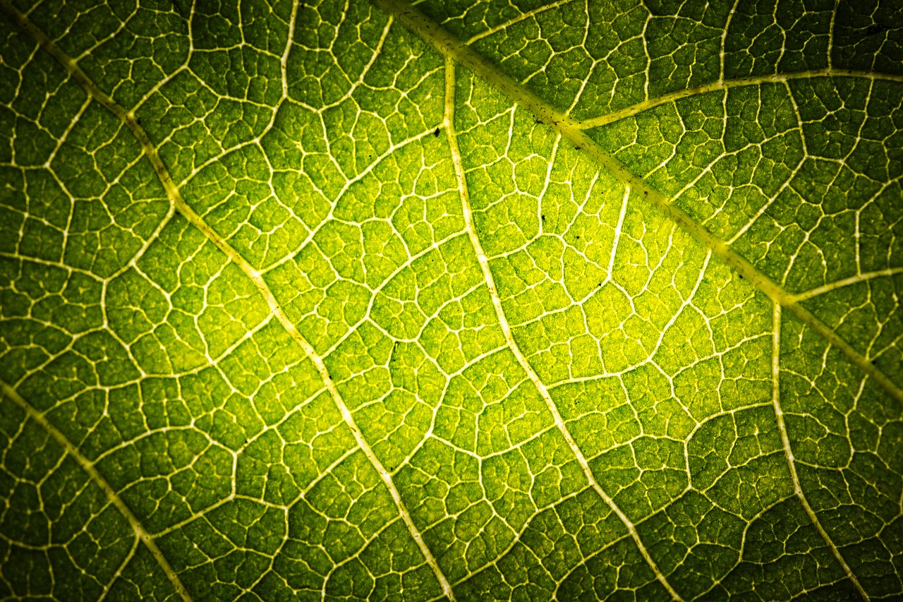 leaf structure  leaf  green free photo