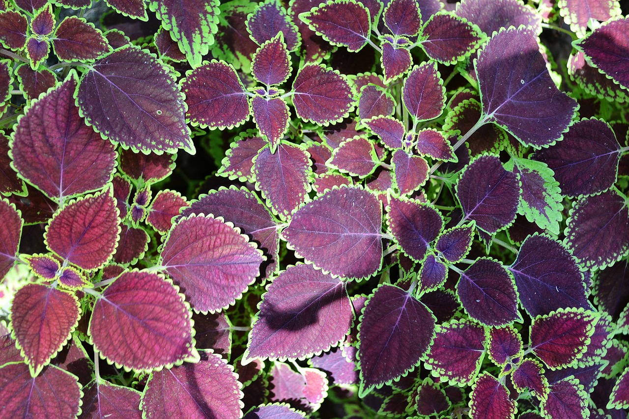 leaf texture texture leaves free photo