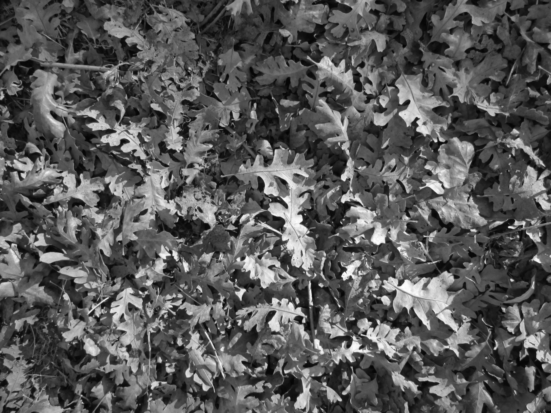 leaves leaf texture free photo