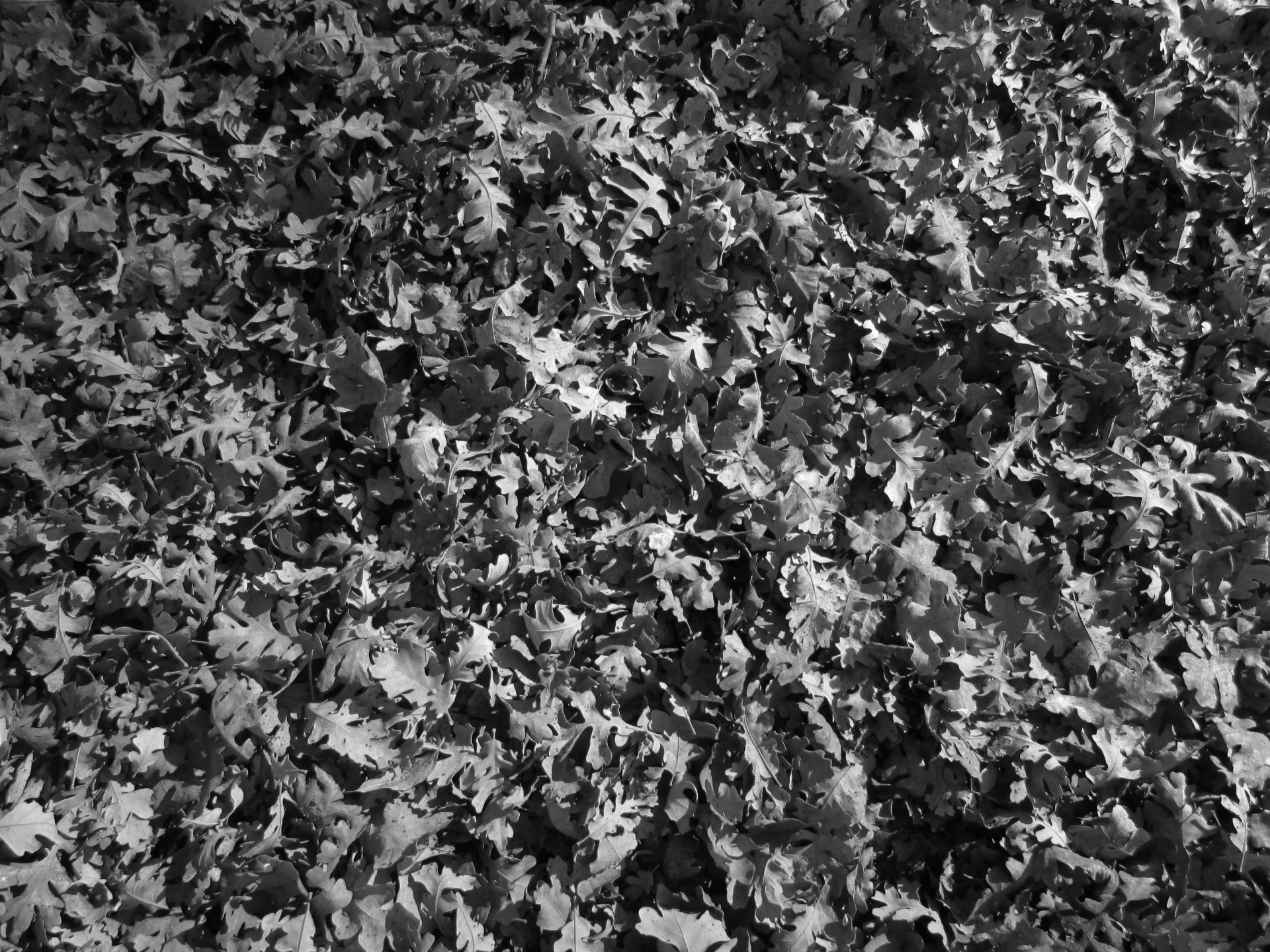 leaves leaf texture free photo
