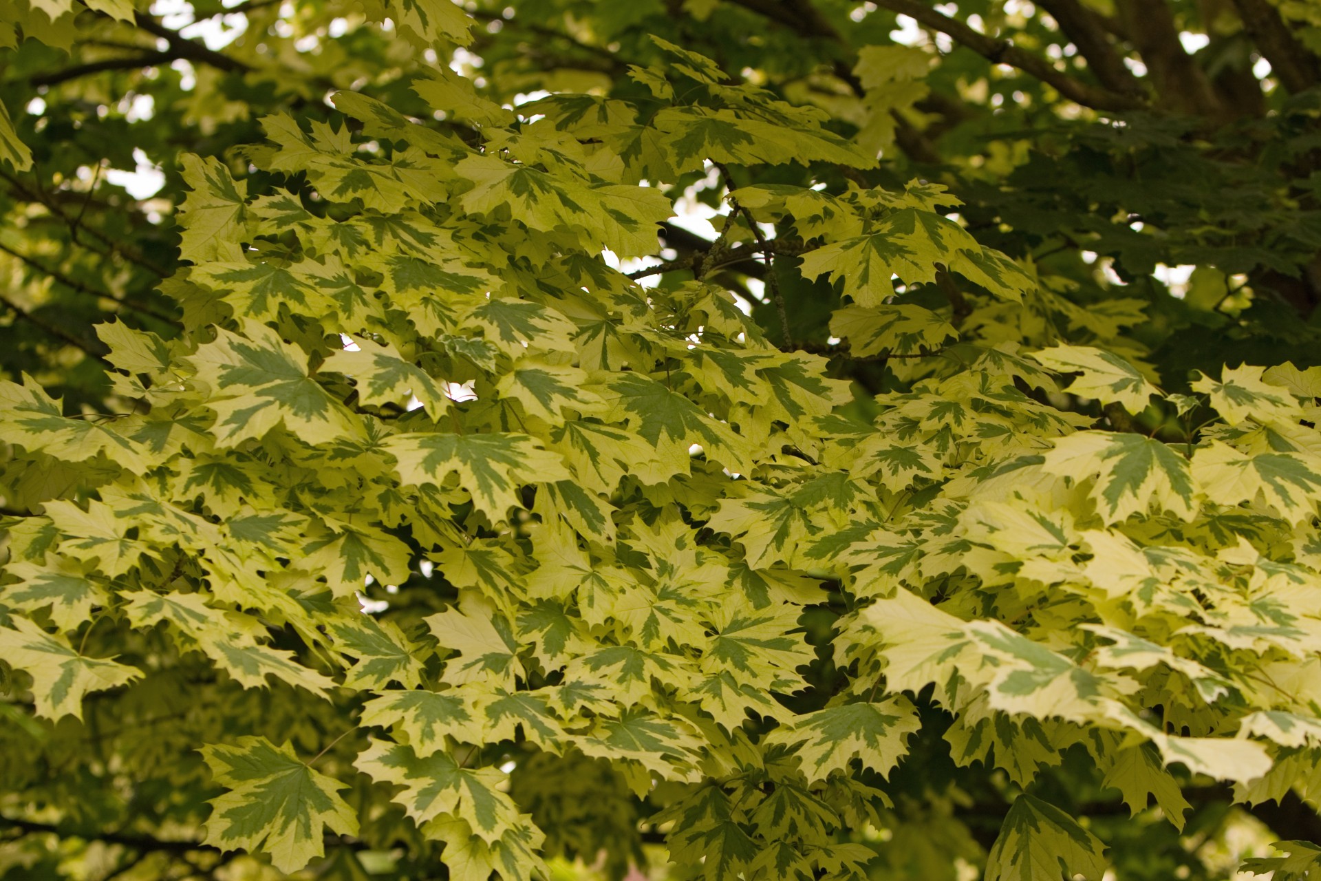 leaf leaves background free photo