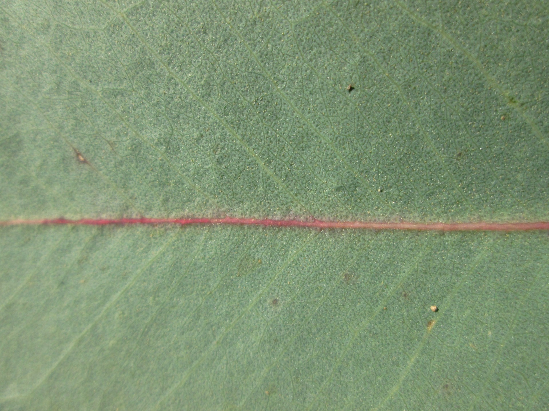 leaf texture macro free photo