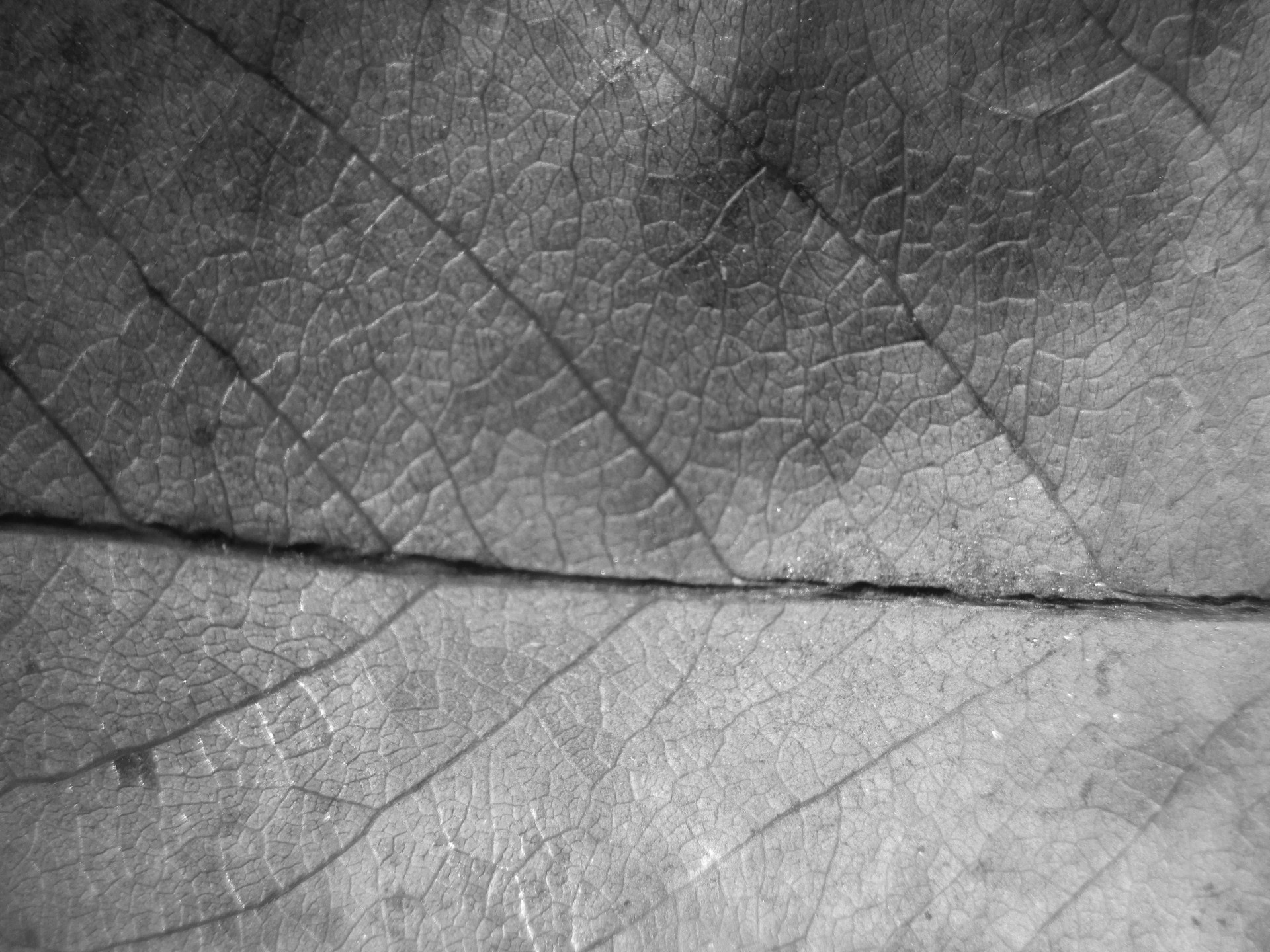 leaf texture macro free photo