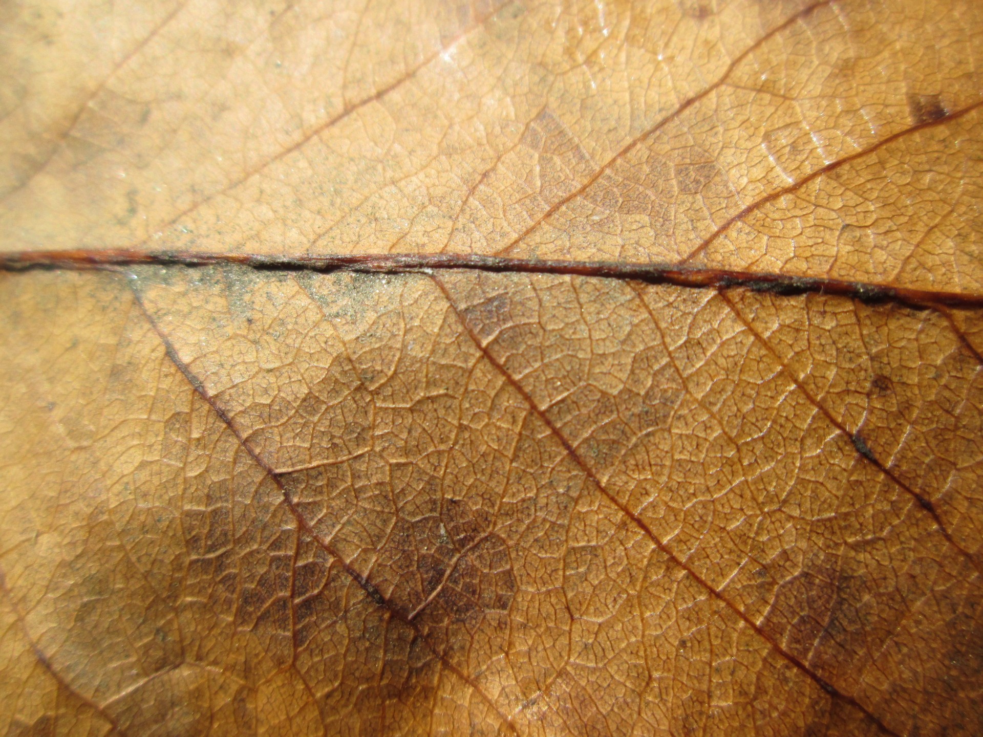 leaf texture macro free photo