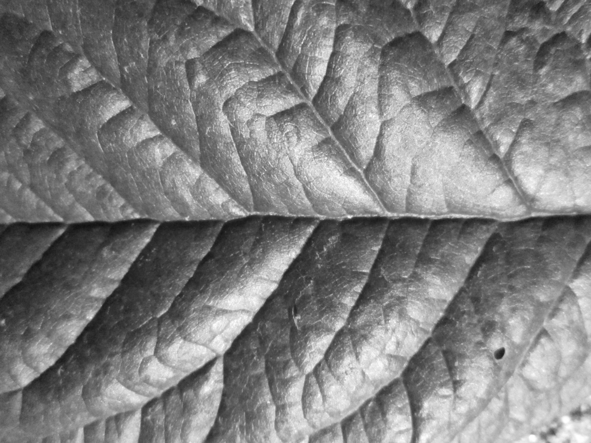 leaf texture macro free photo