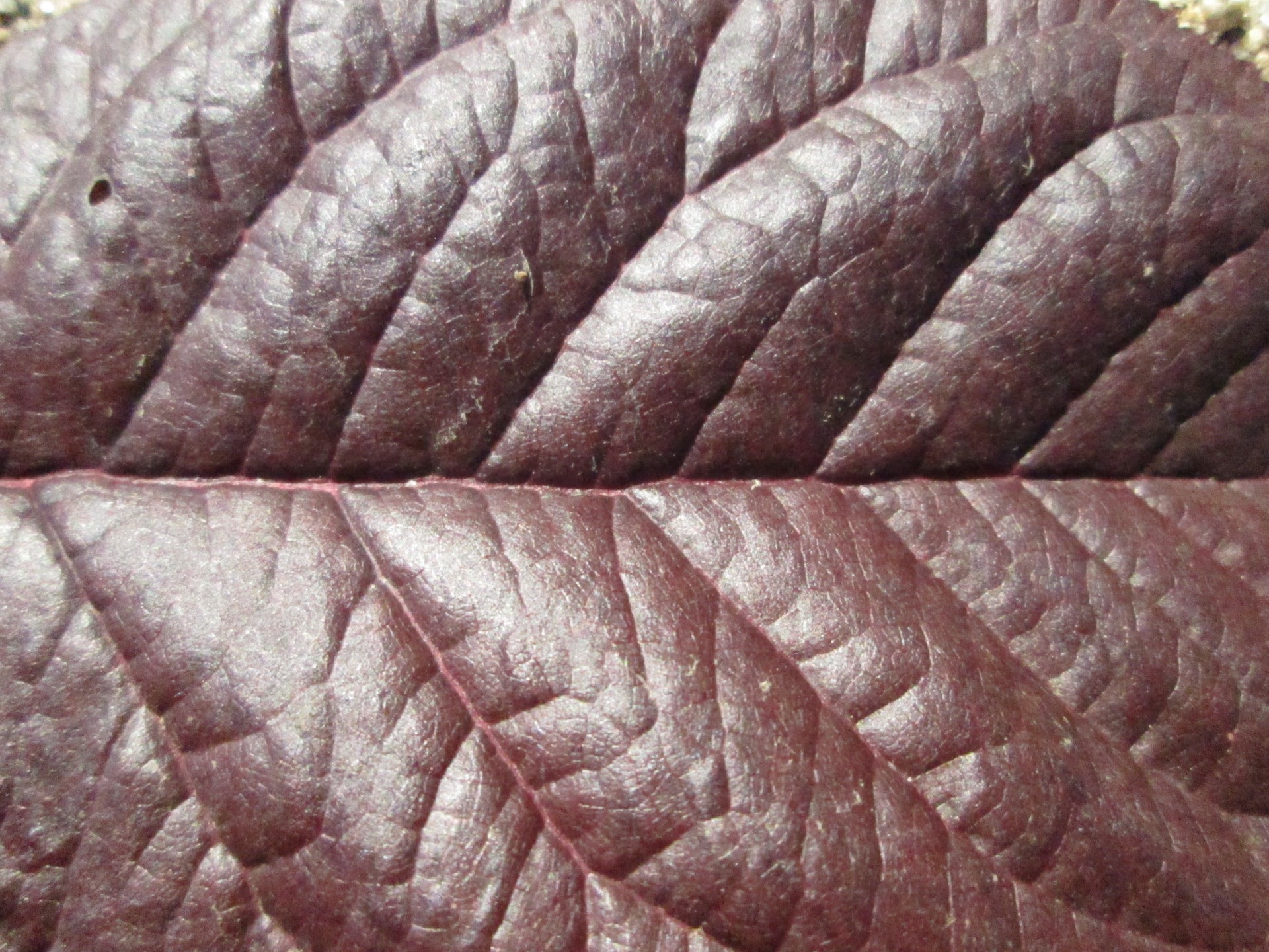 leaf texture macro free photo