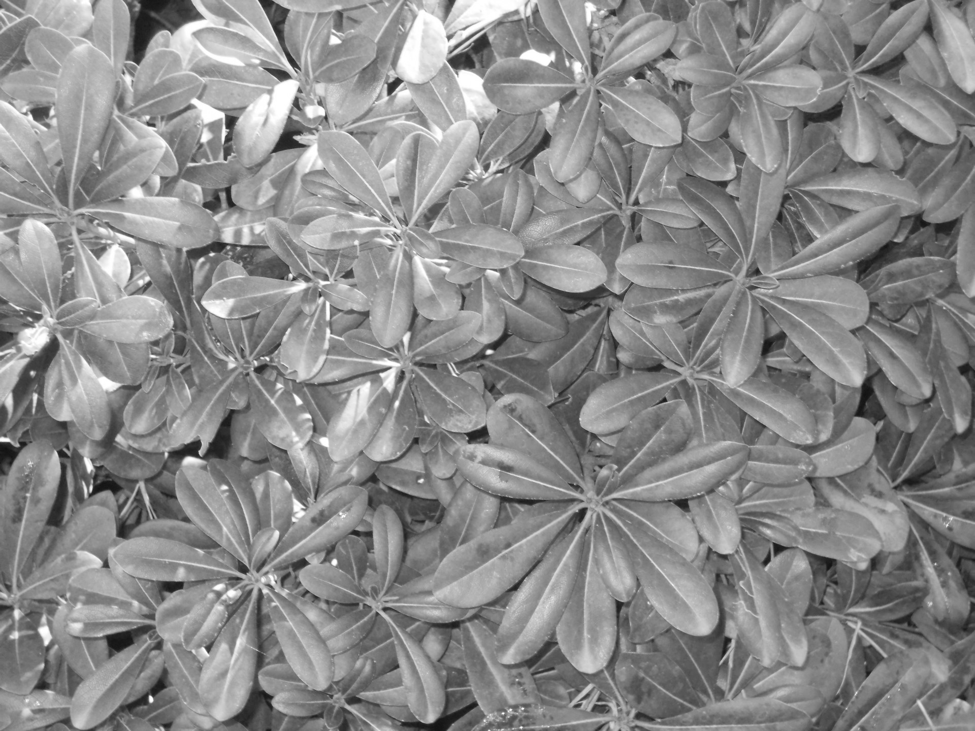 leaves leaf texture free photo