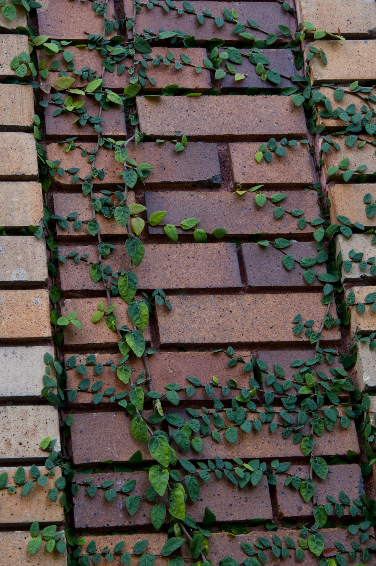 leaf vine leaves free photo