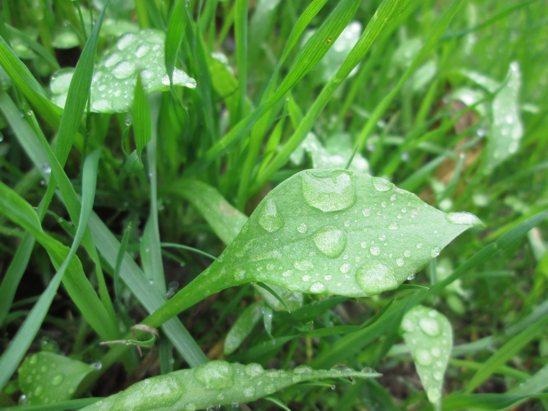 green leaf water free photo